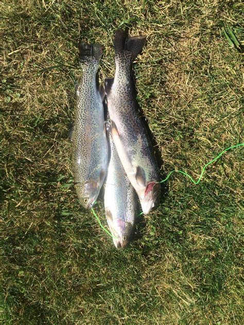 Gallery Orndorffs Rainbow Trout Farm