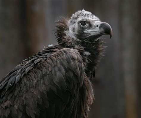 Vulture Symbolism: Meaning and Significance in Different Cultures