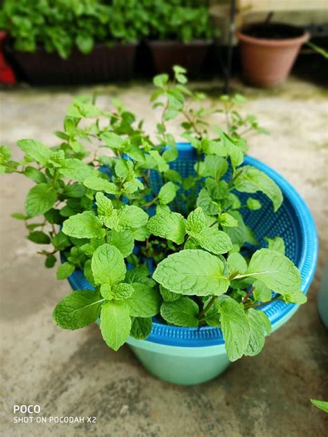 Tanam Daun Pudina Di Rumah Segar Dan Sihat Guna Cara Hidroponik Jimat