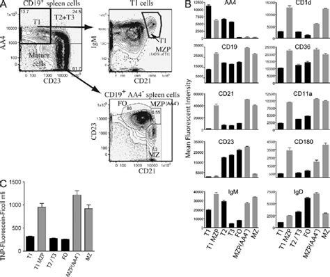 The T Compartment Contains A Discrete Population Of T Mzp Cells A