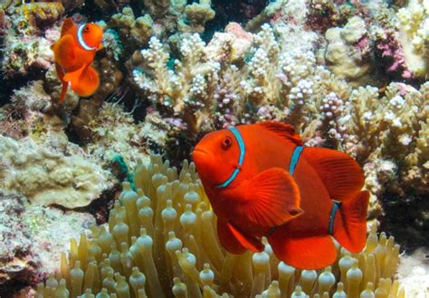 Arrested development: Sediment wreaks havoc with fish larvae