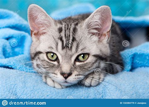 Gatito De Plata Lindo Del Gato Atigrado En Fondo Azul Imagen De Archivo