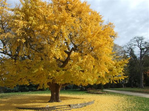 7 Pomi Cu Frunzis Colorat Pentru O Toamna Vesela