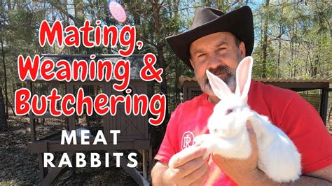 HOW TO Mate Wean Butcher Rabbits Meat Rabbits 101 Watch Review