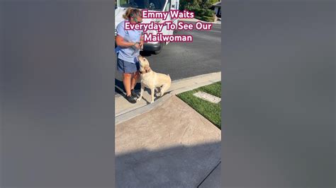 My Labrador Retriever Waits Every Day To See Her Favorite Mailwoman