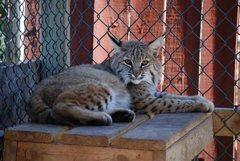 Bobcat — Wildlife Science Center