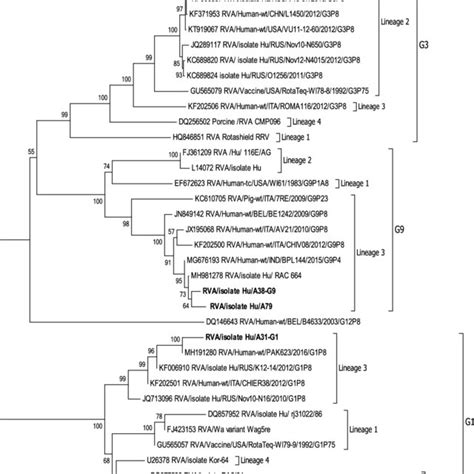 A Phylogenetic Tree Based On The Partial Nucleotide Sequences Of The