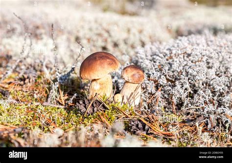 Forest Edible Mushrooms With Brown Caps In The Moss Boletus Edulis