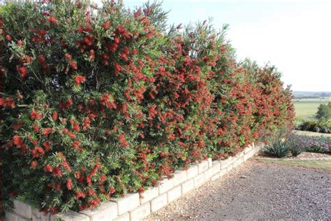 Callistemon viminalis 'CV01' Slim™ (Slim™ Dwarf Bottlebrush) - Mountain ...