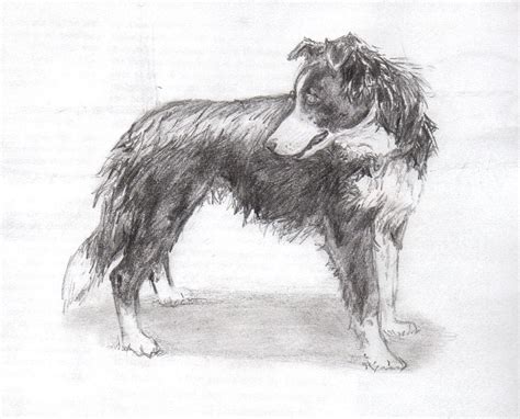 Border Collie sketch by DontWannaMakeIt on DeviantArt