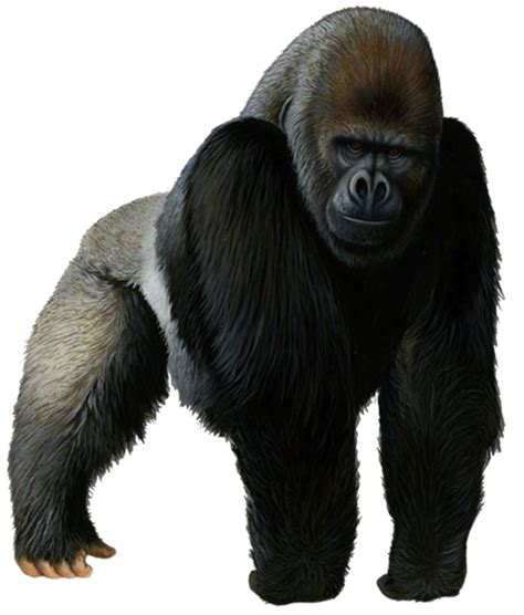 Western Gorilla Chimpanzee Clip Art Others Png Download 511600