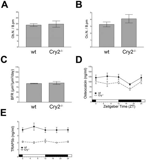 Osteoblast Osteoclast And Serum Parameters In Cry2 2 2 Mice A Download Scientific Diagram