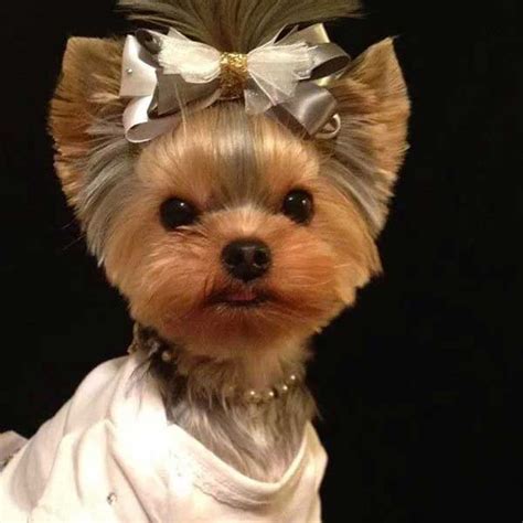 80 Adorable Yorkie Haircuts For Your Puppy Yorkie Haircuts Yorkie