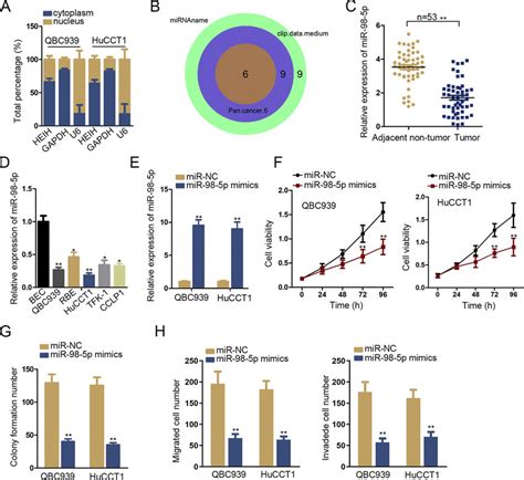 MiR 98 5p Inhibited Cell Proliferation And Migration In CHOL Cells A