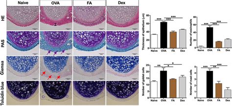 Effect Of Fa On Nasal Thickness Goblet Cell Hyperplasia And