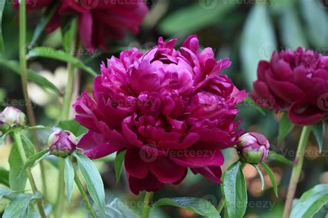 Gorgeous Dark Pink Peony Blossom Blooming and Flowering 9600107 Stock ...