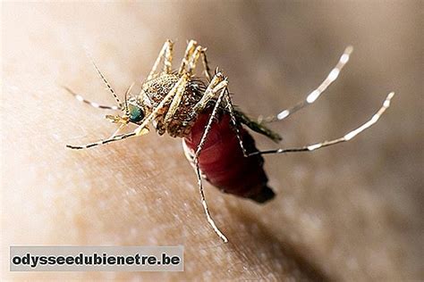 Malaria síntomas transmisión tratamiento y cómo prevenir es