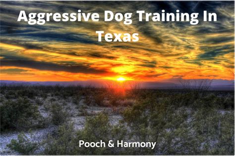 Aggressive Dog Training In Texas - Pooch & Harmony