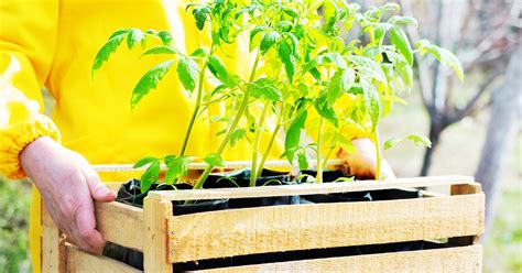 Huerta En Cajones De Madera Paso A Paso Para Armarla En Casa