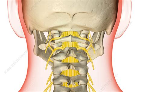 The Nerves Of The Neck Stock Image F Science Photo Library