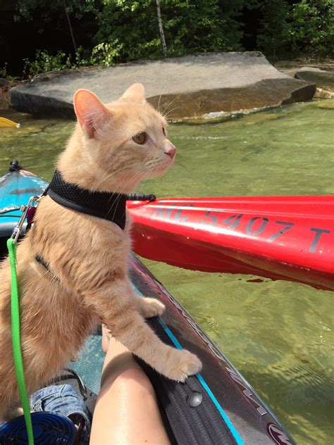 Meet Michigans Most Courageous Cat Adventure Cats