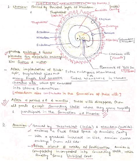 ntwhat are chorion, amnion and allantois and how are they formed ?n