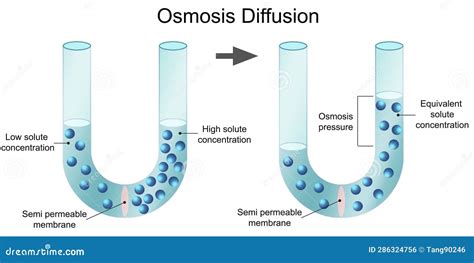 Diagrama Aislado Del Proceso De Difusión De La Osmosis Stock De