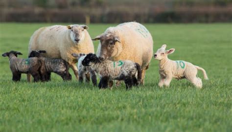 Sheep Grass Tetany