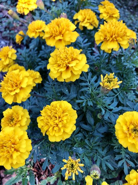 Tagetes (Marigold) | North Carolina Extension Gardener Plant Toolbox