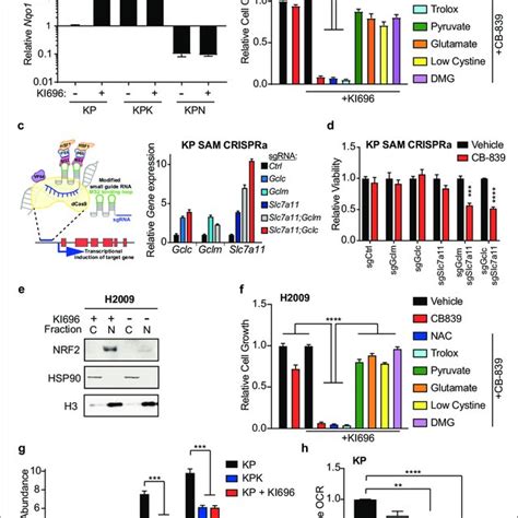 XCT Slc7a11 Dependent Glutamate Secretion In Keap1 Mutant Cells Causes