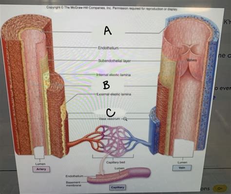 Anatomy Lab Ch Histology Of Blood Vessels Flashcards Quizlet