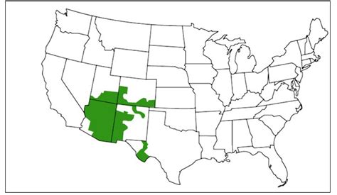 5 Types Of Frogs Found In Utah Id Guide Bird Watching Hq