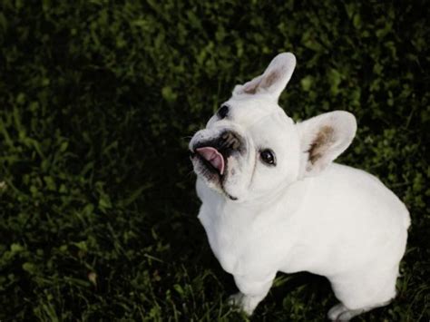 All-White French Bulldog Puppies - AskFrenchie.com