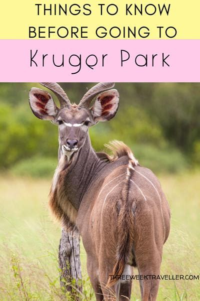 Things To Know Before Visiting Kruger National Park South Africa Artofit