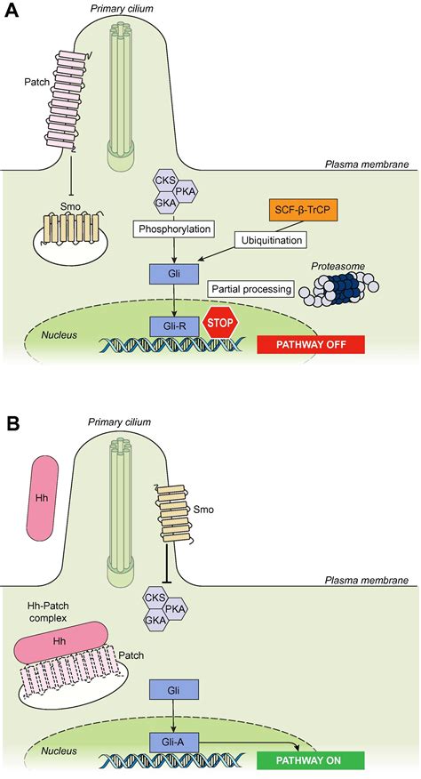 Hedgehog Signalling In Liver Pathophysiology Journal Of Hepatology