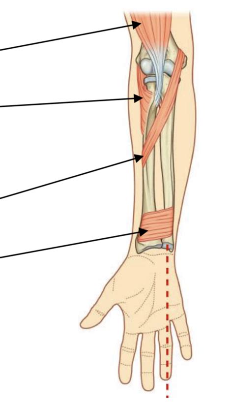 Diagram Of Muscles Of The Upper Limb Elbow To Hand Pronation