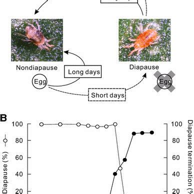 Life cycle of Tetranychus urticae and its photoperiodism. A The life ...