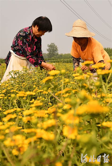 石家庄栾城：立秋抢农时客村中药材来源