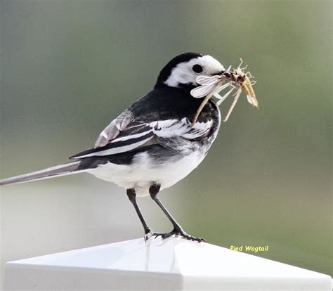 Pied Wagtail By Derrick Corney Birdguides