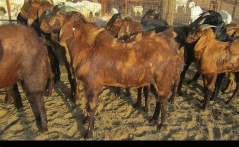 Sirohi Goat Breed Villageofgoats