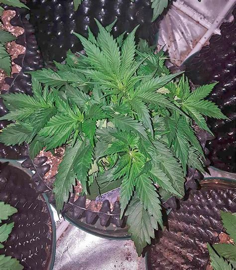 Buy Gg Original Glue Auto Feminized Seeds By Fast Buds Herbies Seeds