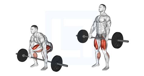 Barbell Hip Thrust - Guide, Benefits, and Form