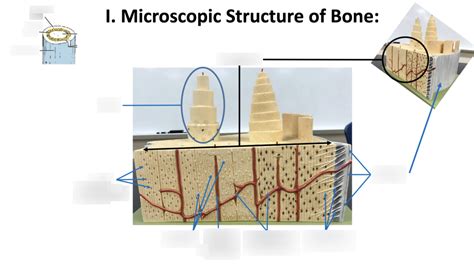 microscopic structure  bone diagram quizlet
