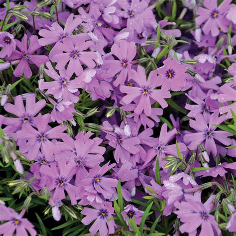 Phlox Rampant ‘purple Beauty Je Jardine