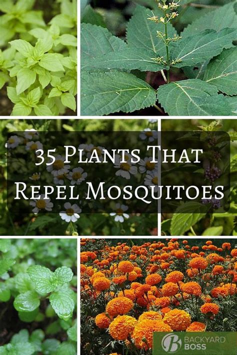 35 Plants That Repel Mosquitoes