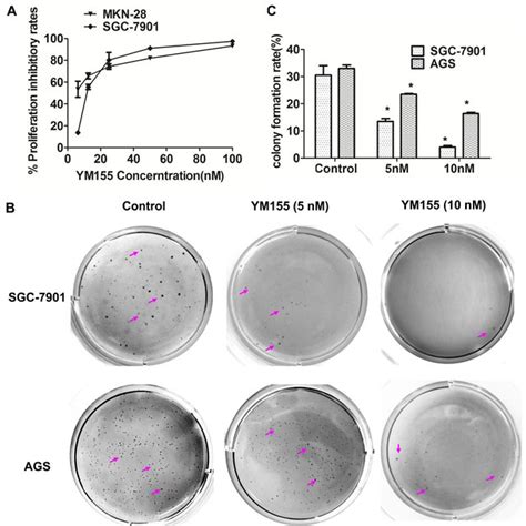 YM155 Inhibits Xenograft Growth Of Gastric Cancer Tumor Xenografts