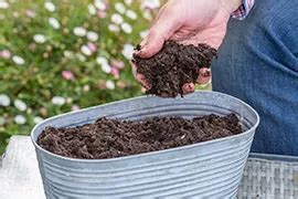 How To Plant A Bulb Lasagne Garden Health