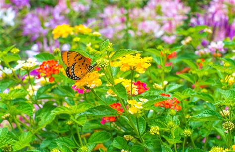 Butterfly Garden - From Fascination to Reality! – Ugaoo