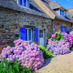 Quand Planter Un Hortensia Comment R Ussir Vos Plants