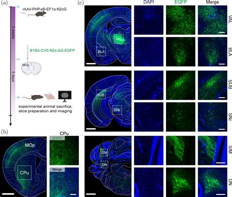 Brain Wide N2cg Compensation Permits Glycoprotein Deleted Rabies Virus